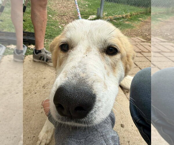 Medium Photo #1 Great Pyrenees-Unknown Mix Puppy For Sale in Canton, CT, USA