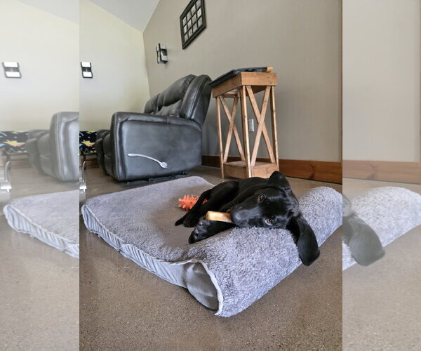 Medium Photo #8 Labmaraner Puppy For Sale in Germantown, OH, USA