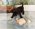 Small Photo #13 Portuguese Water Dog Puppy For Sale in FRANKLIN, TN, USA
