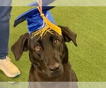 Small #2 Labrador Retriever