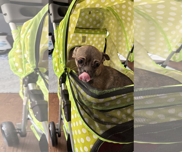 Medium Photo #5 Chihuahua Puppy For Sale in Holly Springs, NC, USA