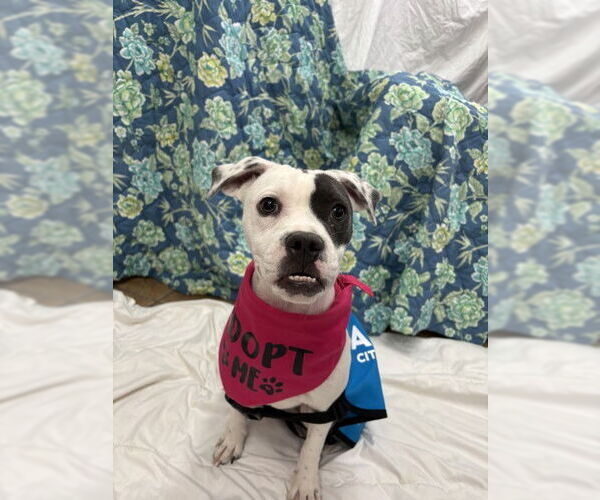 Medium Photo #2 American Pit Bull Terrier-Unknown Mix Puppy For Sale in San Bernardino, CA, USA