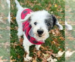 Small #14 Poodle (Toy) Mix