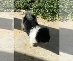 Small Photo #4 Poodle (Toy) Puppy For Sale in BRYAN, TX, USA
