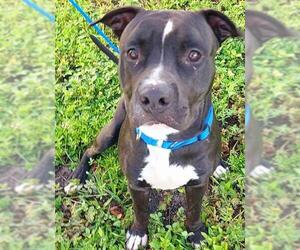 American Pit Bull Terrier Dogs for adoption in Fort Lauderdale, FL, USA