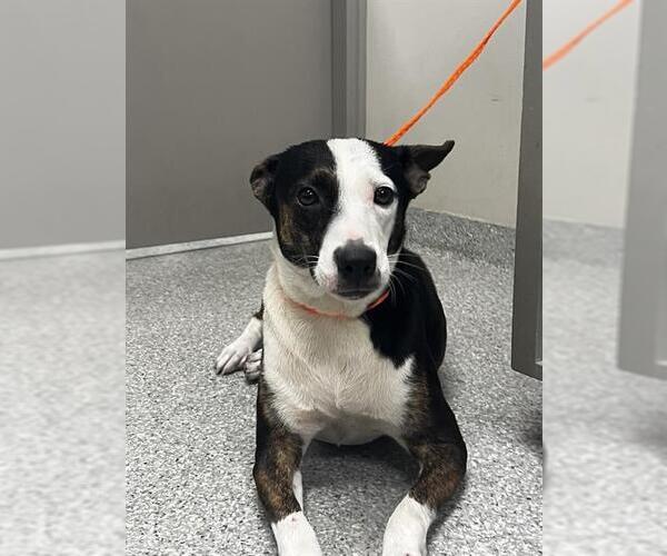 Medium Photo #1 Bull Terrier-Unknown Mix Puppy For Sale in Pasadena, TX, USA