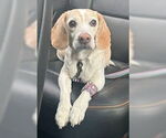Small #1 Beagle