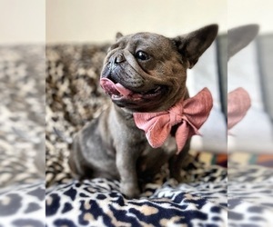 Mother of the French Bulldog puppies born on 07/22/2022