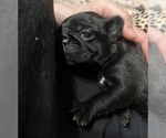 Small Photo #10 Pug Puppy For Sale in BLOOMINGTON, IL, USA