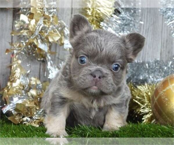 Medium Photo #19 French Bulldog Puppy For Sale in PEMBROKE PINES, FL, USA