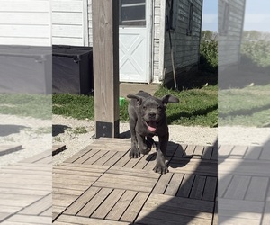Medium Cane Corso