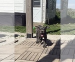 Puppy Conway Cane Corso
