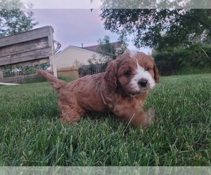 Cavapoo Puppy for sale in GILLETTE, WY, USA