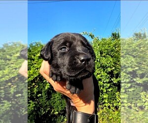 Labrador Retriever Puppy for sale in NORTH DARTMOUTH, MA, USA