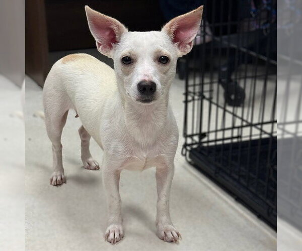 Medium Photo #2 Chihuahua Puppy For Sale in Conroe, TX, USA