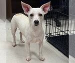 Small #1 Chihuahua