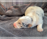 Small #5 Border Collie