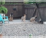 Small Photo #15 Malinois Puppy For Sale in ORCHARDS, WA, USA