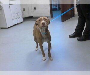 Mutt Dogs for adoption in Fayetteville, NC, USA