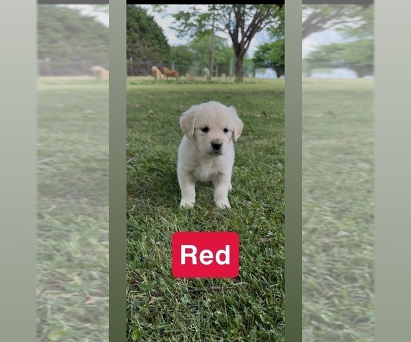 Medium Photo #19 Golden Retriever Puppy For Sale in FAYETTEVILLE, TN, USA