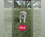 Small #18 Golden Retriever