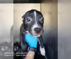 Mutt Dogs for adoption in San Antonio, TX, USA