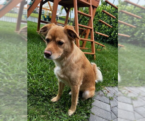 Medium Photo #1 Labrador Retriever-Unknown Mix Puppy For Sale in Royal Palm Beach, FL, USA