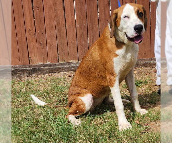 Medium Photo #5 Labrador Retriever-Unknown Mix Puppy For Sale in Wetumpka, AL, USA
