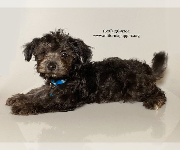 Medium Photo #3 YorkiePoo Puppy For Sale in BREA, CA, USA
