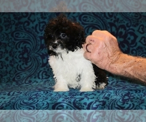 Goldendoodle (Miniature) Puppy for sale in DYERSBURG, TN, USA