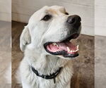 Small #2 Akbash-Great Pyrenees Mix