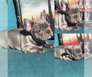 French Bulldog Puppy for sale in FRESNO, CA, USA