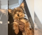 Small #4 Yorkshire Terrier