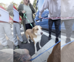 Small Photo #3 Labbe Puppy For Sale in Oakhurst, NJ, USA