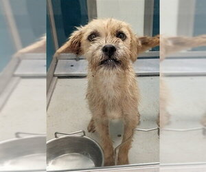 Mutt Dogs for adoption in Oklahoma City, OK, USA