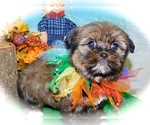 Small Photo #3 Zuchon Puppy For Sale in HAMMOND, IN, USA