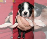 Puppy 4 Boston Terrier