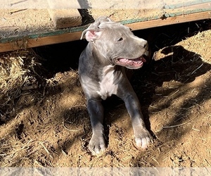 American Pit Bull Terrier Puppy for Sale in SNOHOMISH, Washington USA