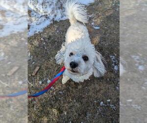 Maltipoo (Miniature) Dogs for adoption in Vaughan, Ontario, Canada