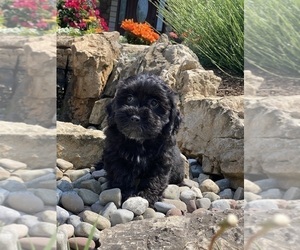 Lhasa Apso-Poodle (Toy) Mix Puppy for sale in CANOGA, NY, USA