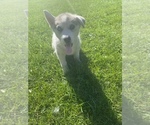 Small Photo #7 Siberian Husky Puppy For Sale in MALTA, IL, USA
