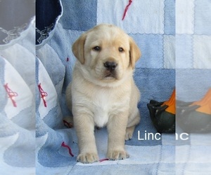 Labrador Retriever Puppy for sale in BRIDGEWATER, VA, USA