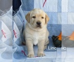 Small Photo #1 Labrador Retriever Puppy For Sale in BRIDGEWATER, VA, USA