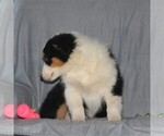 Small Photo #3 Australian Shepherd Puppy For Sale in HOLTWOOD, PA, USA