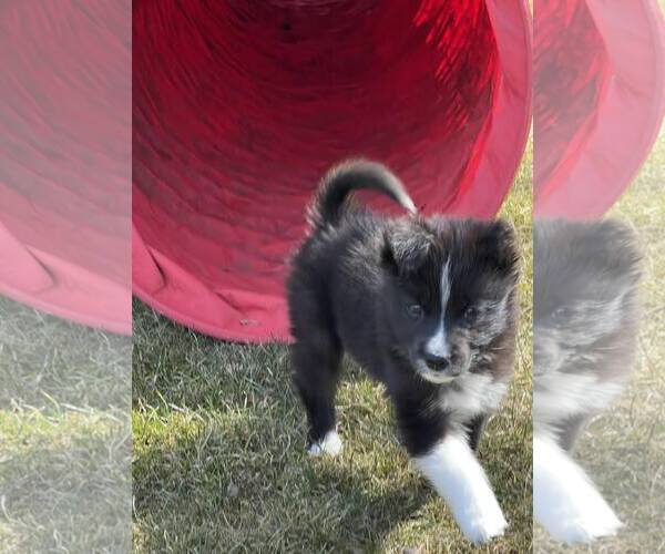 Medium Photo #11 Carolina Dog Puppy For Sale in Highland, IL, USA