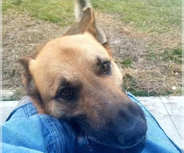 Medium Photo #3 German Shepherd Dog-Unknown Mix Puppy For Sale in Rolesville, NC, USA