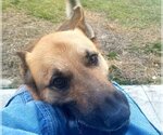 Small #2 German Shepherd Dog Mix