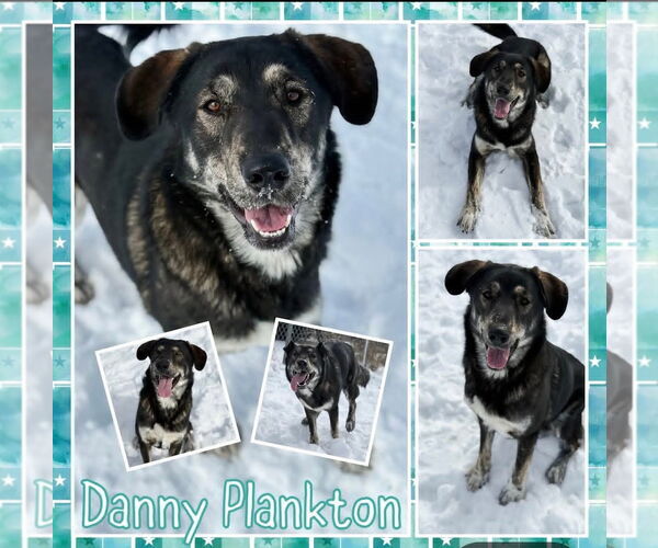 Medium Photo #3 Mutt Puppy For Sale in St. Louis Park, MN, USA