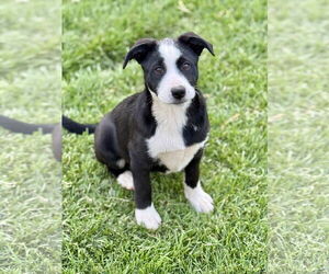 Labrador Retriever-Unknown Mix Dogs for adoption in Sandy, UT, USA