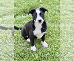 Small Labrador Retriever Mix